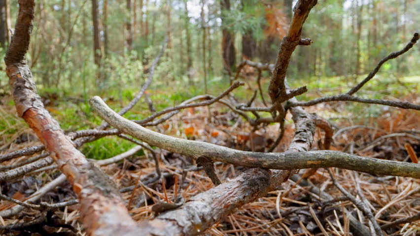 Large old pine tree branch and sticks on dry needles in wild forest slow motion. Probe lens footage of unspoiled fall nature in wood macro view Royalty-Free Stock Footage #1102385563