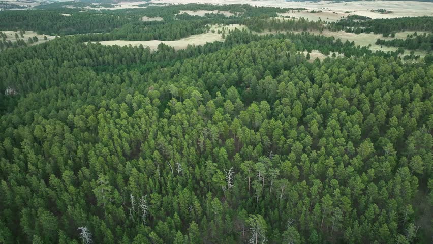 Aerial view of a dense forest in South Dakota