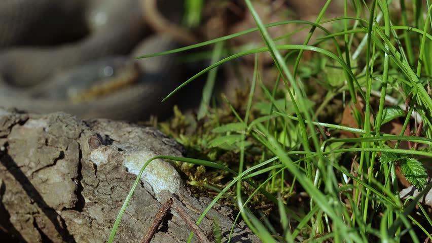 Racked focus clip of forest vegetation with a resting water snake (Nerodia) in the background in evening light
