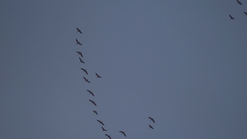 Shot of flock of birds flying high up in the sky in V shaped formations at Lahaul in Himachal Pradesh, India. Birds migrating from the Himachal during the winter season. Natural background