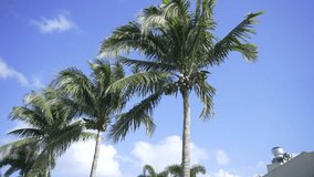 4K video captures a palm tree and its waving coconut palm leaves against a beautiful blue sky. Features low angle walking view and versatile uses of the coconut palm.