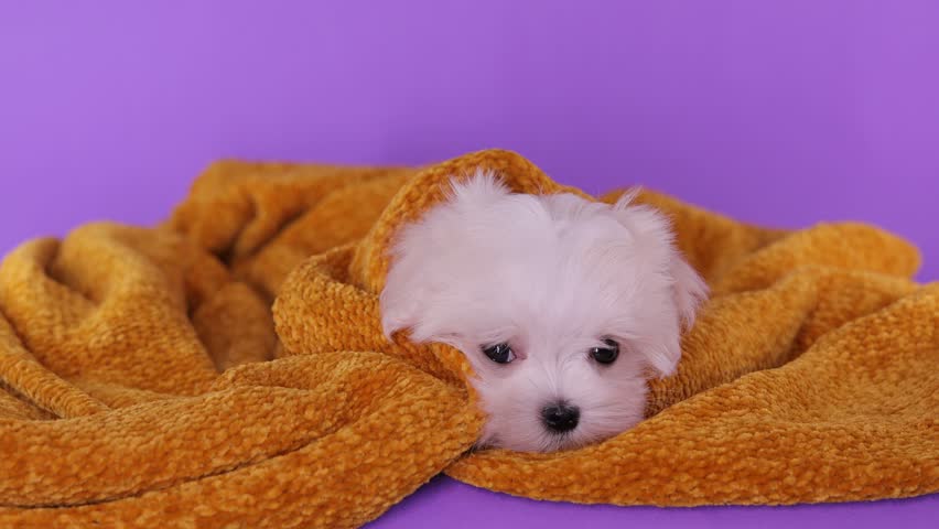 Portrait of a cute Maltese breed puppy. A small dog on a bright fashionable background. A pet wrapped in a towel after bathing. Royalty-Free Stock Footage #1102387909