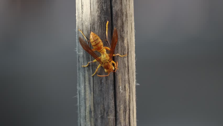 Yellow wasp on the bamboo rod.