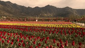 Tulip Garden at Srinagar in Kashmir India 