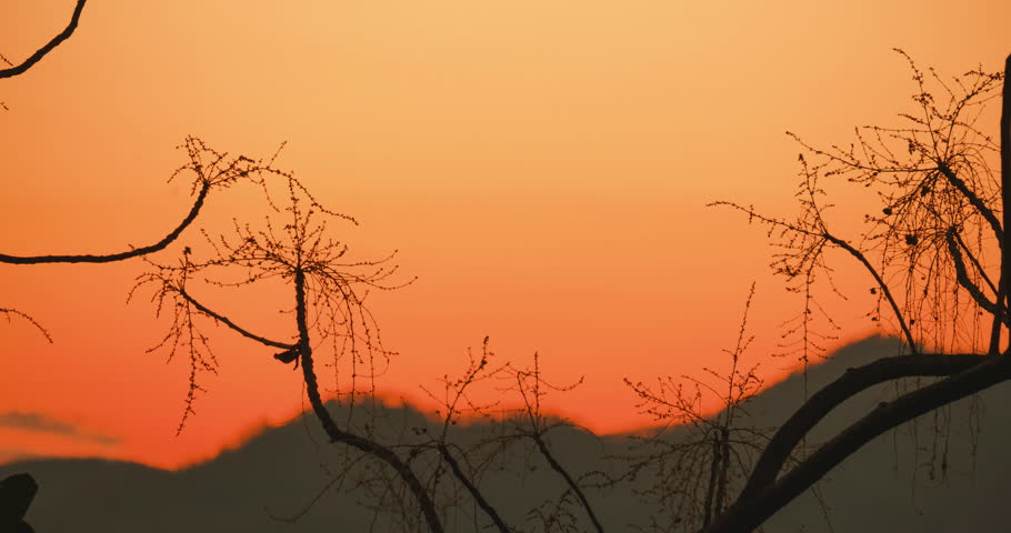 Time lapse silhouette of leafless trees with flower buds during spring in front of the mountains in the evening sky