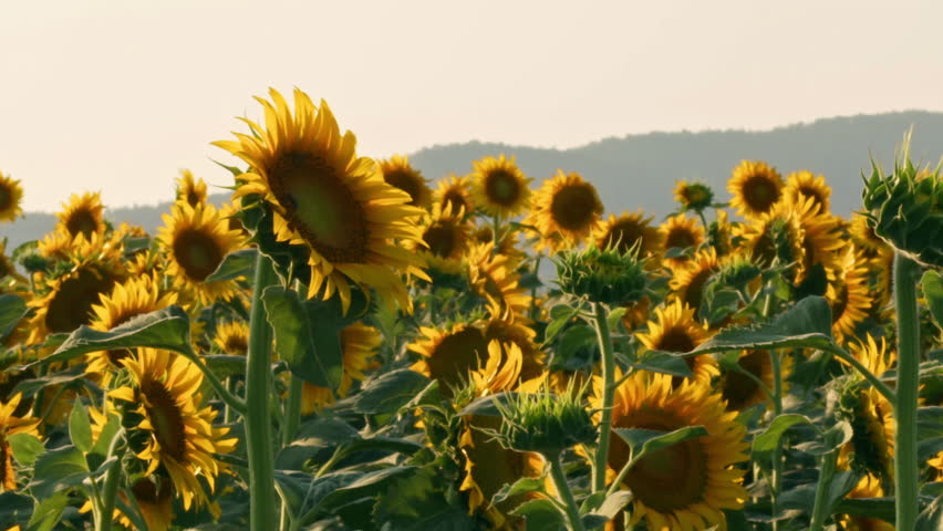 Sunflowers and Mountin On Wind And Clear Sky Footage.