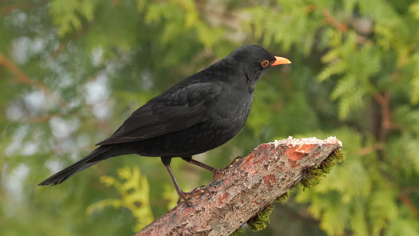 blackbird male animal perched on branch side view feed Turdus merula natural world norway