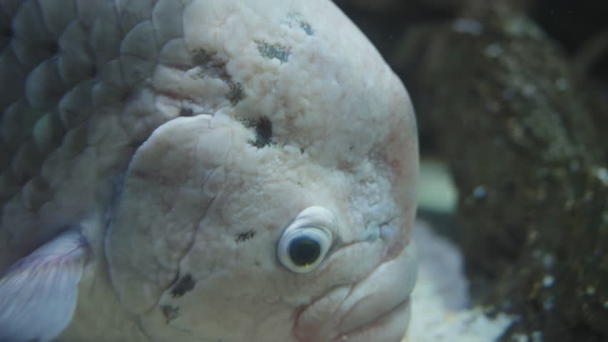 The giant gourami Osphronemus goramy, an ugly fish close-up, looks right at me.