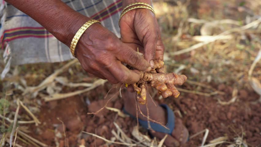 Turmeric harvesting. Closeup of a woman farmer's hands cleaning turmeric roots Royalty-Free Stock Footage #1102409983