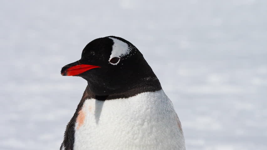 Head Of Emperor Penguin Looking Around In Antarctic Peninsula. - close up Royalty-Free Stock Footage #1102412071