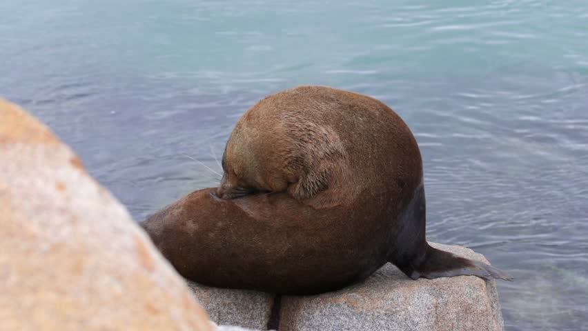 Seal scratching grooming itself sitting on rock by sea. Narooma New South Wales Australia. Daytime Medium Shot