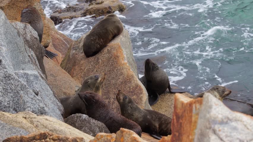 Seals growling at each other while herd colony sleeps on rocks by the ocean. Narooma New South Wales Australia. Daytime Wide Shot.