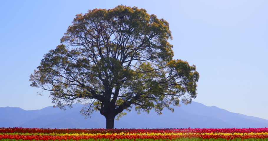 Tulips in full bloom on the riverbed
