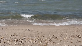 A piping plover bird that is running along the shore foraging for food in the sand.