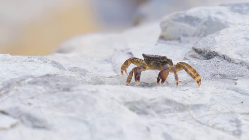 Pachygrapsus marmoratus is a species of crab, sometimes called the marbled rock crab or marbled crab, which lives in the Black Sea, the Mediterranean Sea and parts of the Atlantic Ocean.