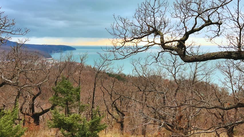 Panoramic view of the Black Sea coast from the mountain through the branches of a coniferous tree. View of the mountainous Black Sea coast through the green branches of pine trees.Sunset on the beach.