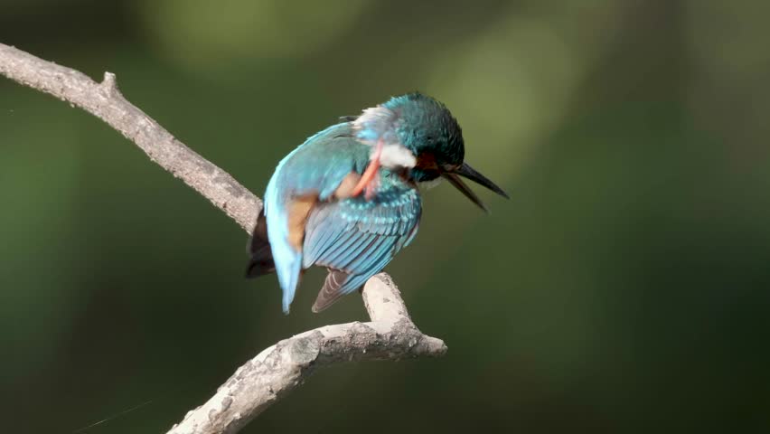 Close up of bird Kingfisher (Alcedo atthis) standing on the branch, scratching its head with its claws and looking around with blurry green nature background, 4k slow motion footage.