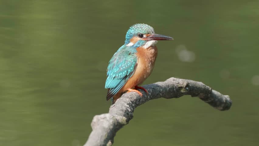 Close up of bird common Kingfisher (Alcedo atthis) standing on the branch, shaking it body and flying away with blurry green water background, 4k slow motion footage. Royalty-Free Stock Footage #1102420289