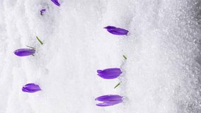 Vertical video of Snow melting and saffron crocus flower blooming in spring Time lapse
