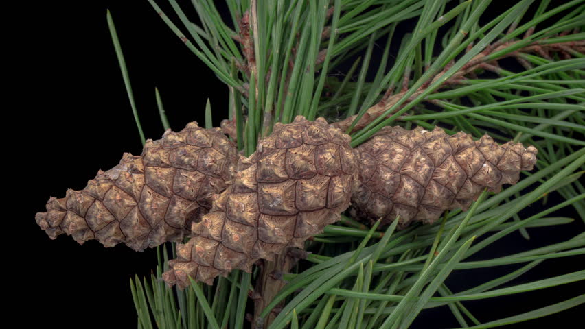 Timelapse of pine cones opening. Beautiful pine branch with three cones on black background Royalty-Free Stock Footage #1102423911