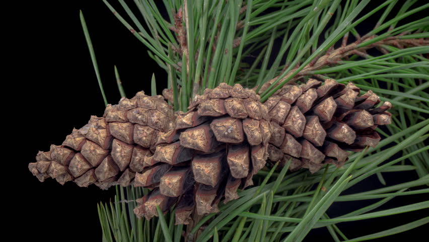 Time-lapse of opening pine cone 15a1 in PNG+ format with ALPHA ...