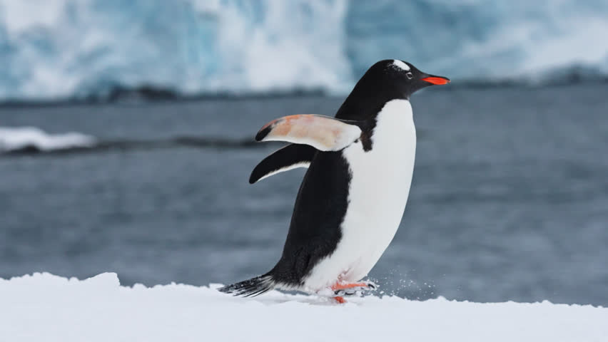 Gentoo Penguin With Sleek Feathers And Webbed Feet Traversing Snowy Terrain Of Antarctica with Iceberg and Ocean Water in the Background. wide | Shutterstock HD Video #1102428039
