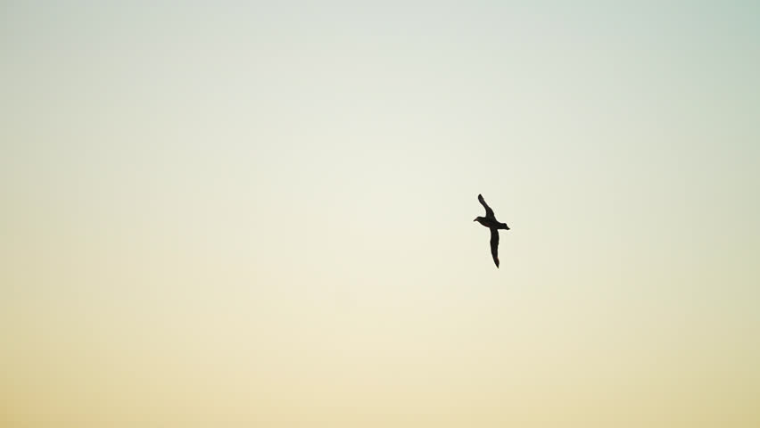 Southern Giant Petrel In Flight Over The Antarctic Ocean Against Sunset Sky. slow-motion, tracking shot