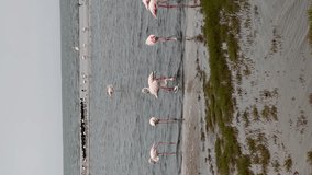 Vertical video. Pink flamingo bird stands in the water. Exotic animal in the wild in the sea. Cloudy day.