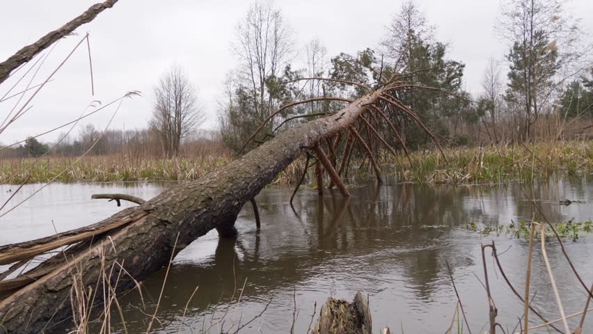 The High Tree Fell Into The River