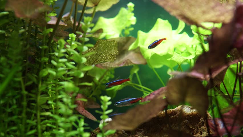 Macro shot of little aquarium Neon Tetra fishes. Small aquarium with beautiful freshwater Neon Tetra. Fish pool with a large flock of hobby fishes.