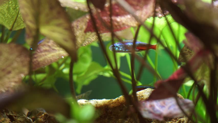 Macro shot of little aquarium Neon Tetra fishes. Small aquarium with beautiful freshwater Neon Tetra. Fish pool with a large flock of hobby fishes.