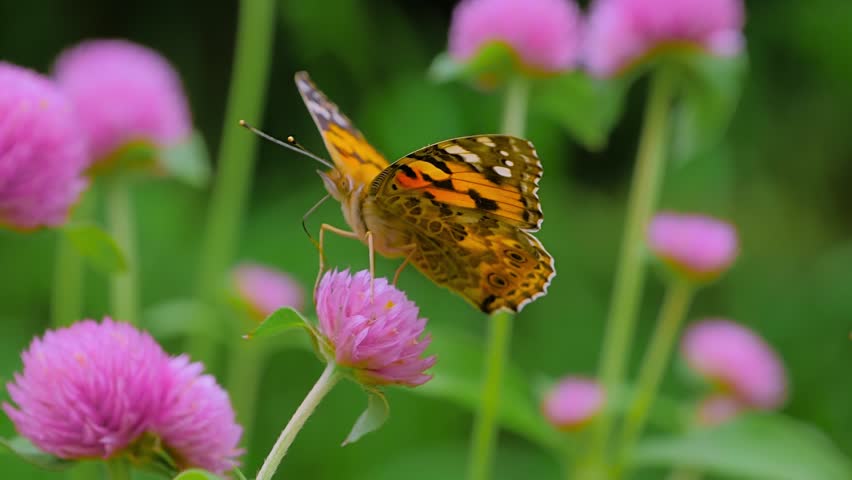 Slow motion: butterfly is flying and drinking sweet nectar from purple flowers Globe amaranth - close up, macro view. Summer time, blooming and flowers pollination concept