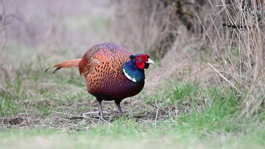Male common pheasant Phasianus colchicus in the wild.
