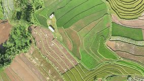 Overhead drone shot of large green rice field. Green pattern of rice field. agricultural land with sown green in countryside. Land with grown plants of paddy Aerial footage - Top down aerial view