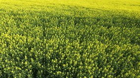 Rapeseed fields filmed with a drone in spring