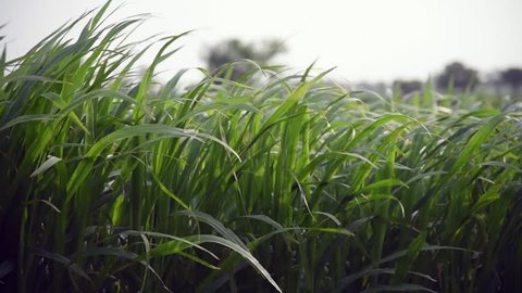 Long green grass moving in hard winds Salunkwadi, Ambajogai, Beed, Maharashtra India