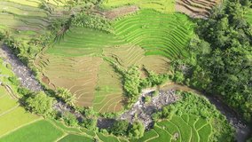 Aerial view of rocky river on the middle of agricultural field. Beautiful pattern of agricultural field of rice field. Land with grown plants of paddy - Bird eye aerial view