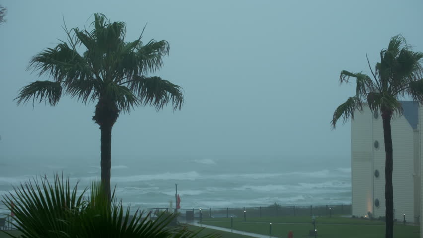 Palm trees being blown by winds in hard storm . Slow motion. Wide shot Royalty-Free Stock Footage #1102444465