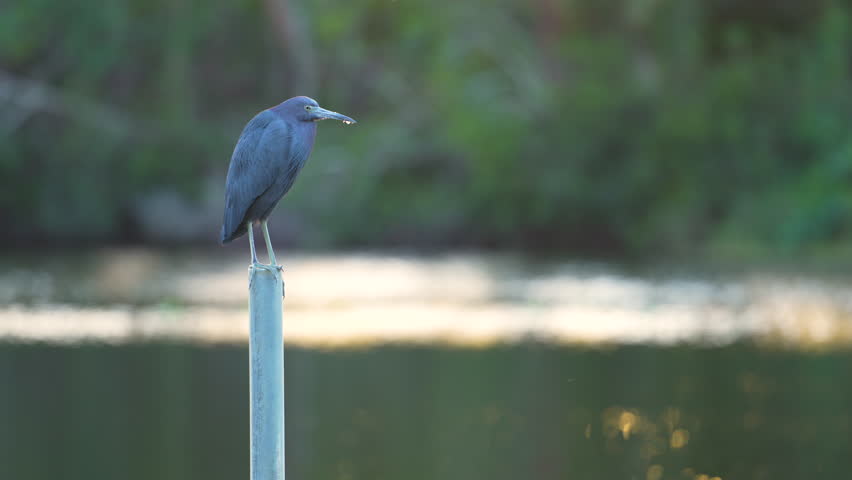 Little blue heron bird perching near lake water in Florida wetland
