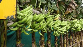Nendran Bananas tree with a bunch of growing mature green bananas. many banana trees. Festival food for Onam Vishu in Kerala India banana 4k video footage.	
