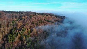 Dense forest shrouded in mist under sunlight