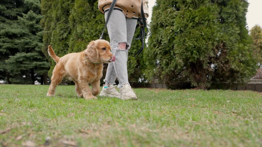 Young Woman Walks with Her Cocker Spaniel Dog in City Park. Close-up Of Dog Following On Path Near His Girl Owner Royalty-Free Stock Footage #1102448697