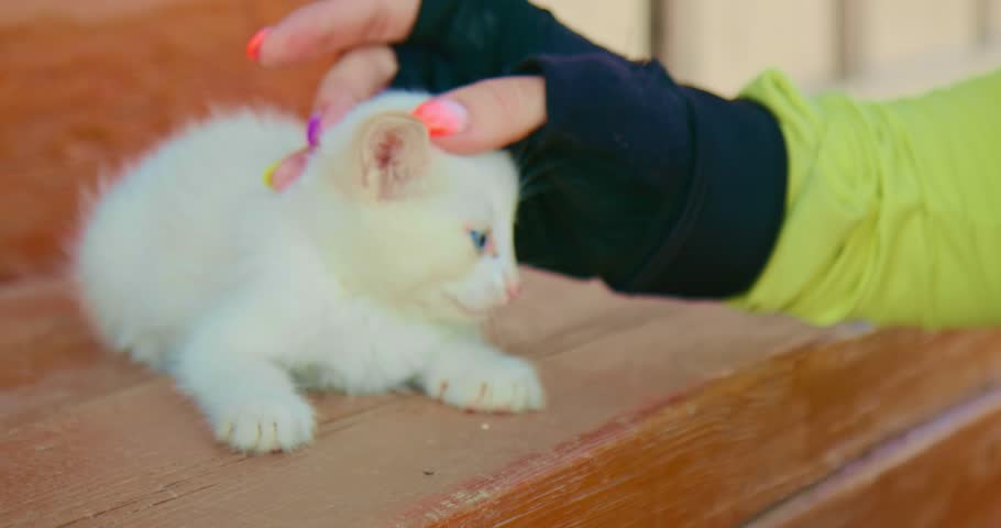 Close up: Kitten on the wooden porch of an old rural house. The white little kitten is cute caresses, showing its love. The woman petting kitten with blue eyes sweetly. The woman cyclist in helmet