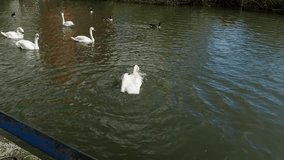 A video footage of swans and geese swimming in the River Soar Leicester, United Kingdom. 