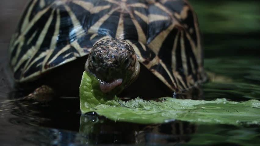 Closeup of Indian Star Tortoise Eating Leaf in Water. Close Up of Cute Reptile Feeding in Pond. | Shutterstock HD Video #1102463875