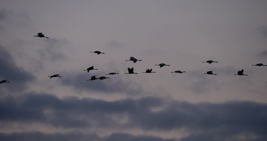 Flock of common cranes in the Camargue, France