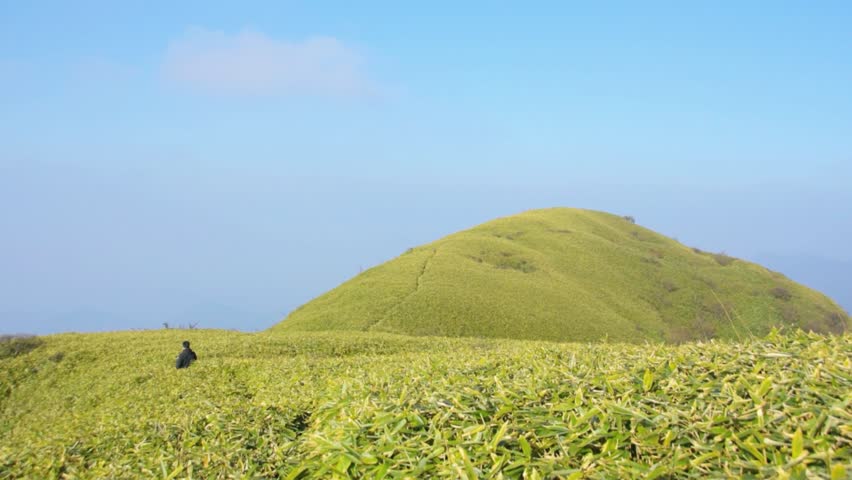 beautiful view of spring green tea field in the mountain tea plantation in the terrace at sichuan China