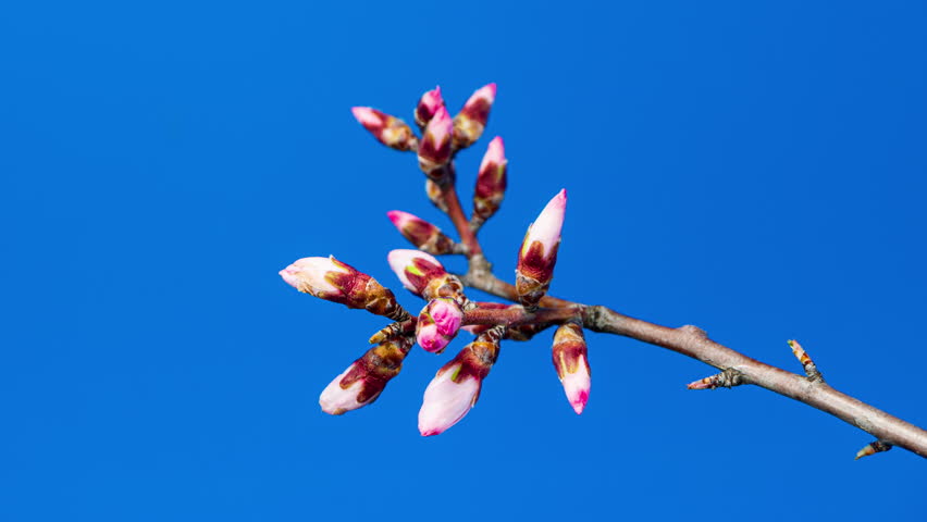 Almond Flowers Bloom in Time Lapse on a Blue Background. Macro Timelapse Video of Spring Tree Blossoming Branch. Birth of Nature Royalty-Free Stock Footage #1102466953