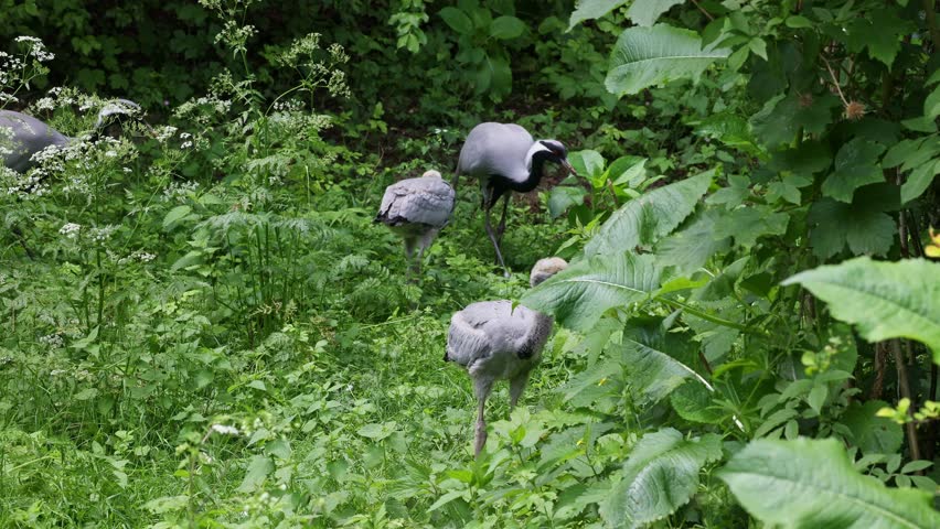 Demoiselle Crane, Anthropoides virgo family with young goslings are living in the bright green meadow during the day time. It is a species of crane found in central Eurosiberia