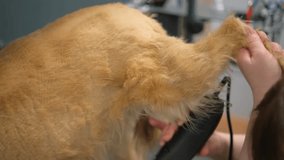 Grooming a dog on table in the salon for animals. Caring for dogs in a grooming salon.
